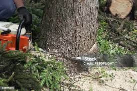Best Soil Testing and Treatment  in Garden City South, NY