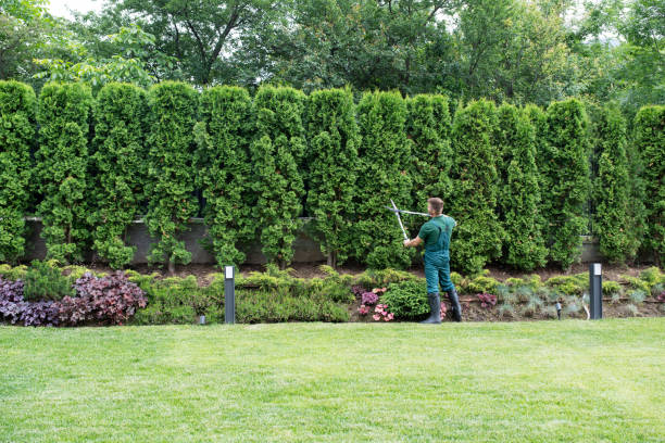 How Our Tree Care Process Works  in  Garden City South, NY