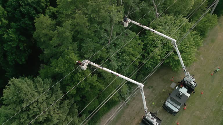 Best Hazardous Tree Removal  in Garden City South, NY